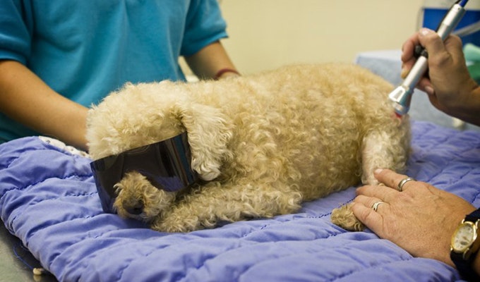 4 Questions Answered About Cold Laser Therapy For Animals