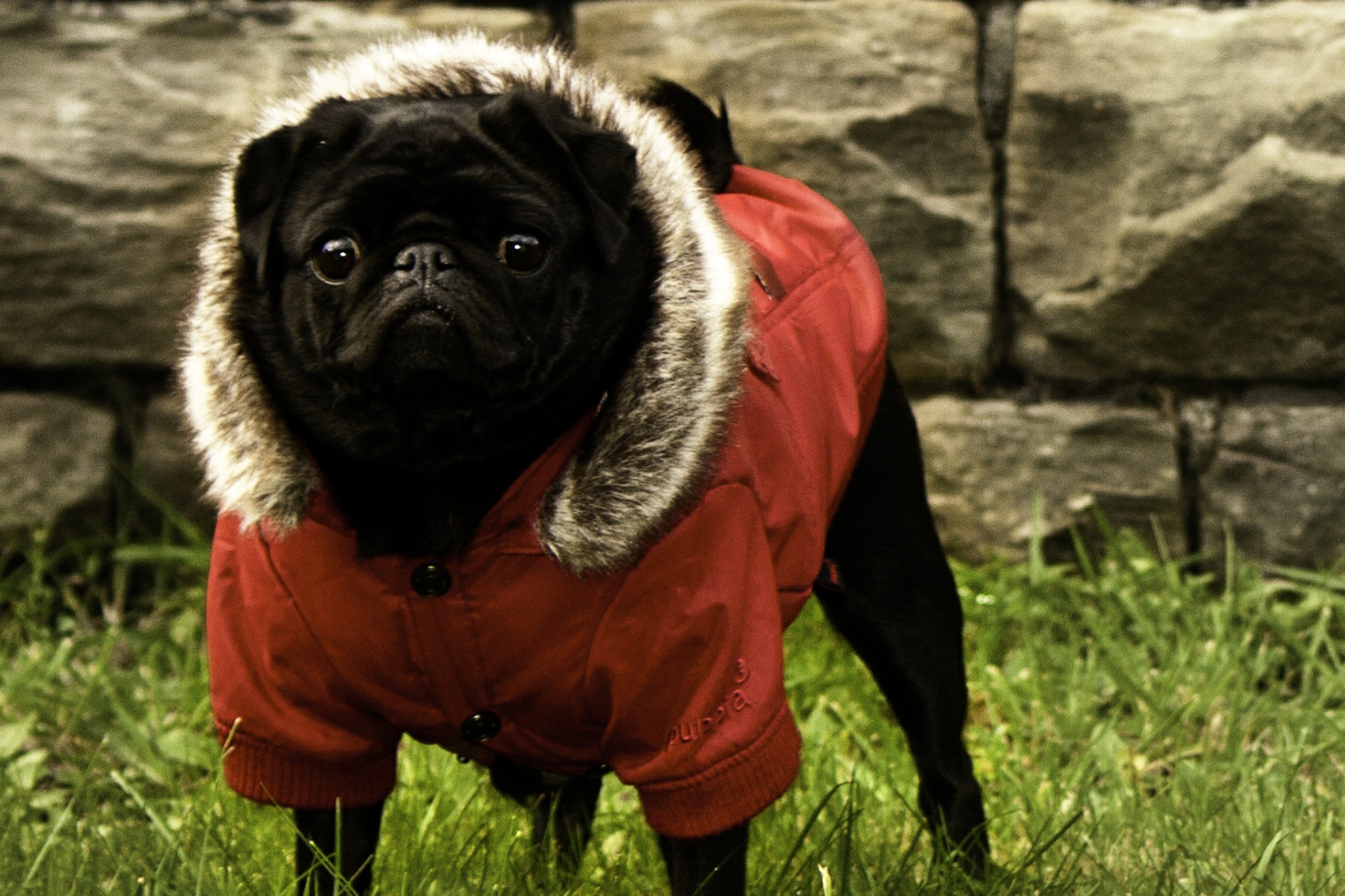 Best winter coats for dogs