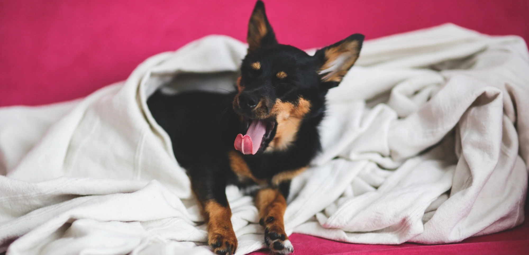 what-does-the-aspca-do