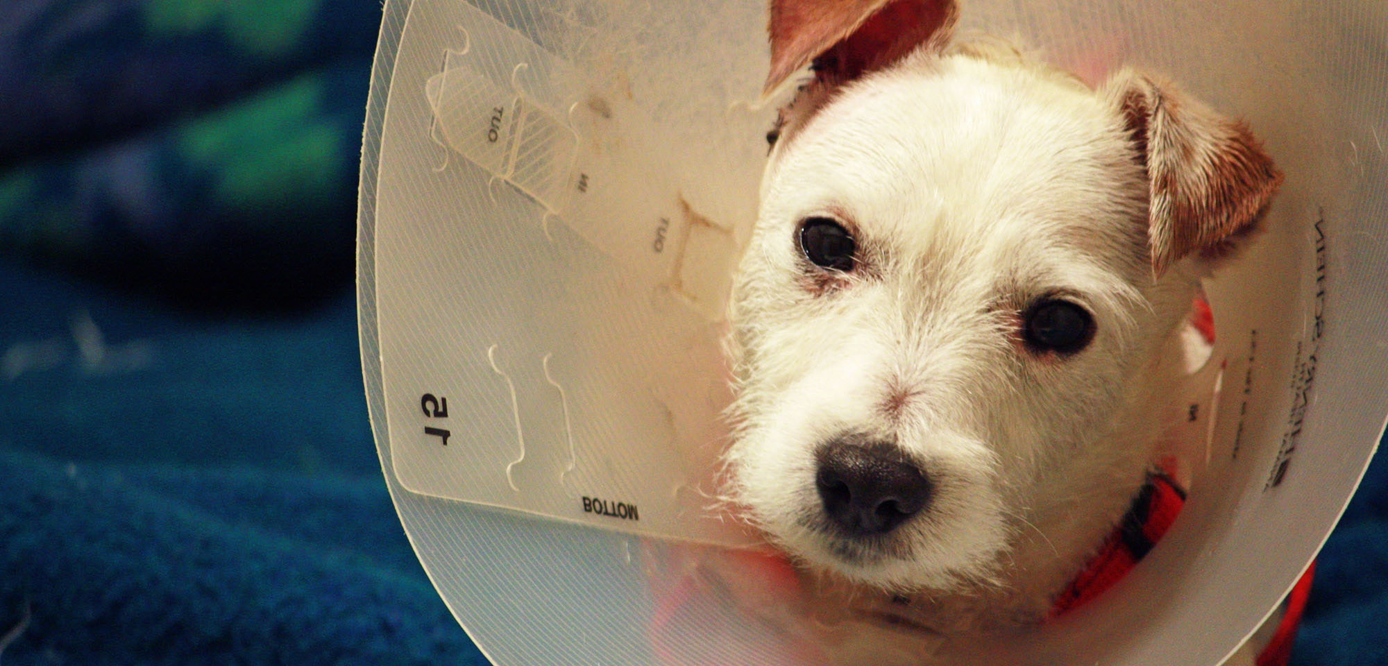 6 Reasons To Spay Neuter Your Dogs