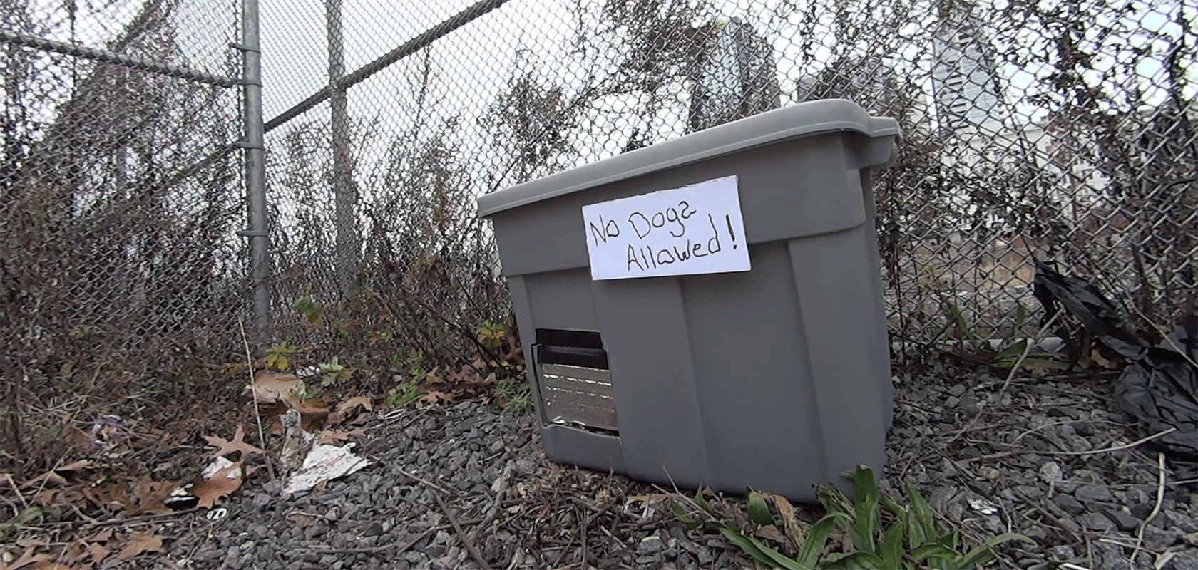 How to build a feral cat shelter for winter