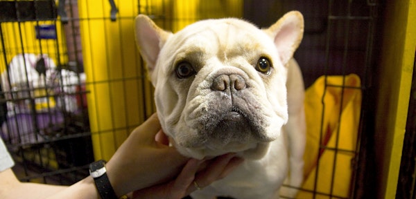 does my dog have kennel cough