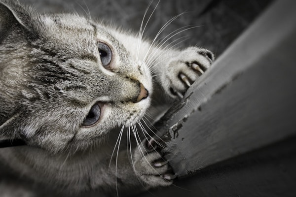 How to stop male cats spraying in my garden